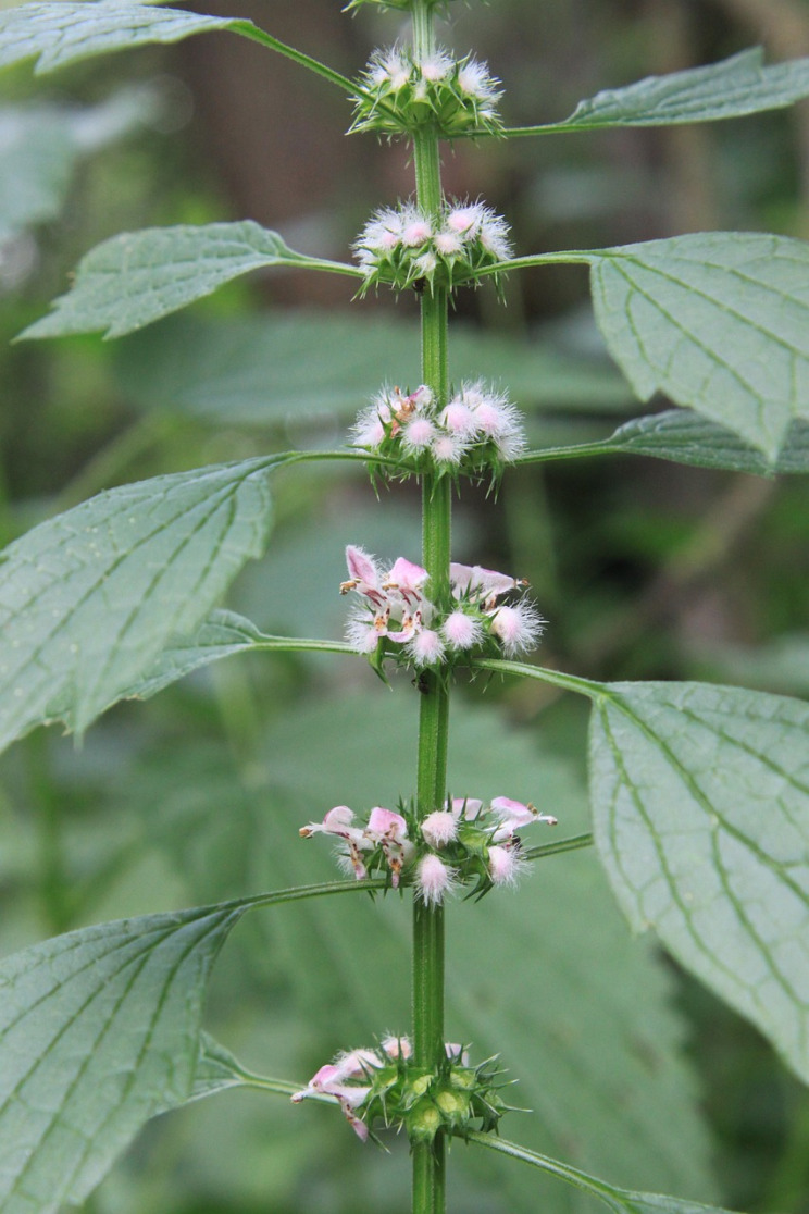 herbal tincture woman wellness