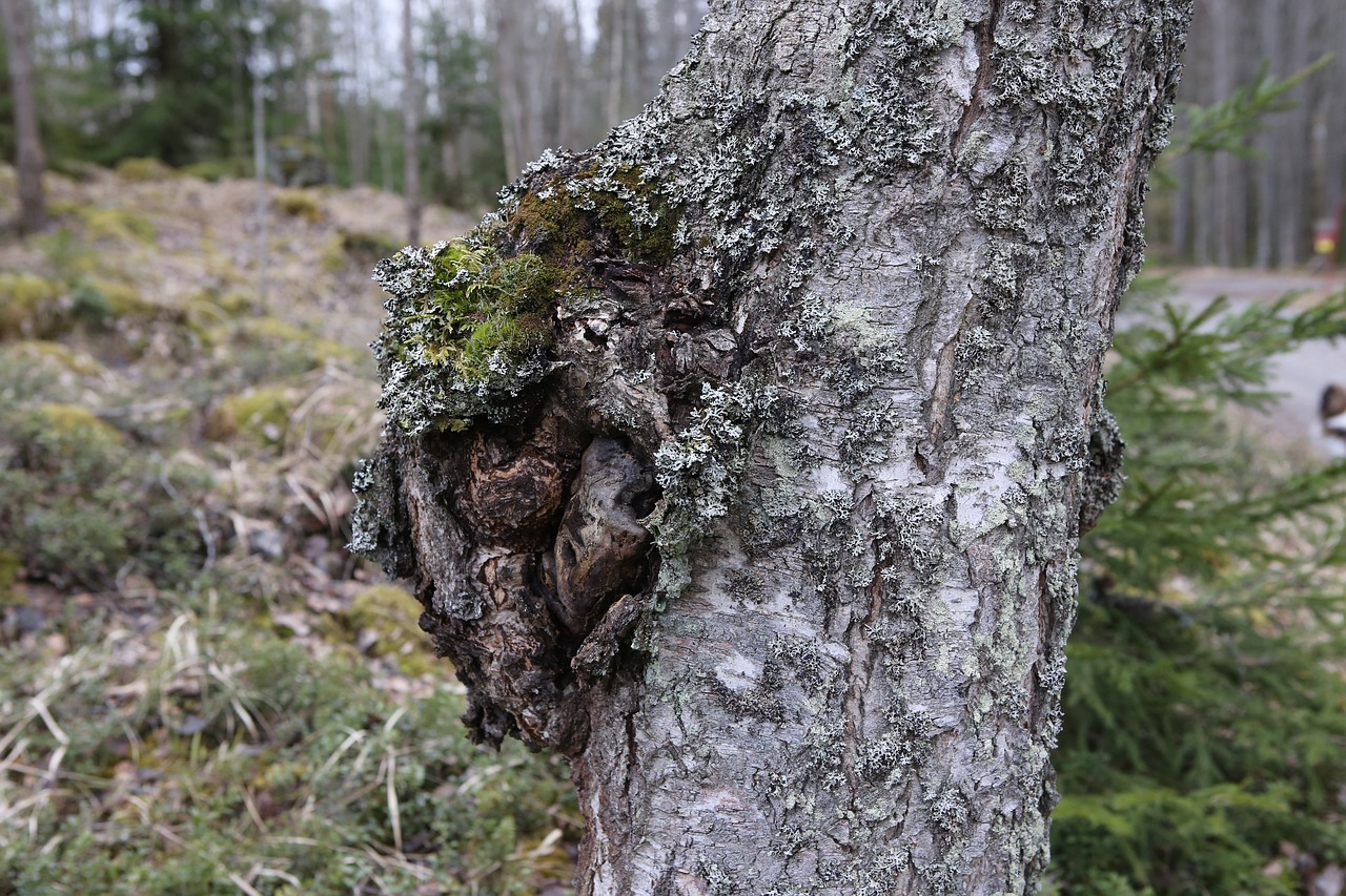 chaga mushroom birch
