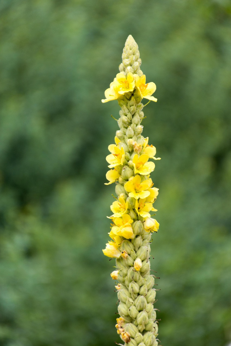 mullein flower herb