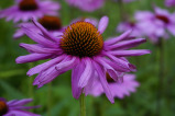 echinacea purple flower