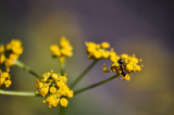 fennel herb seeds