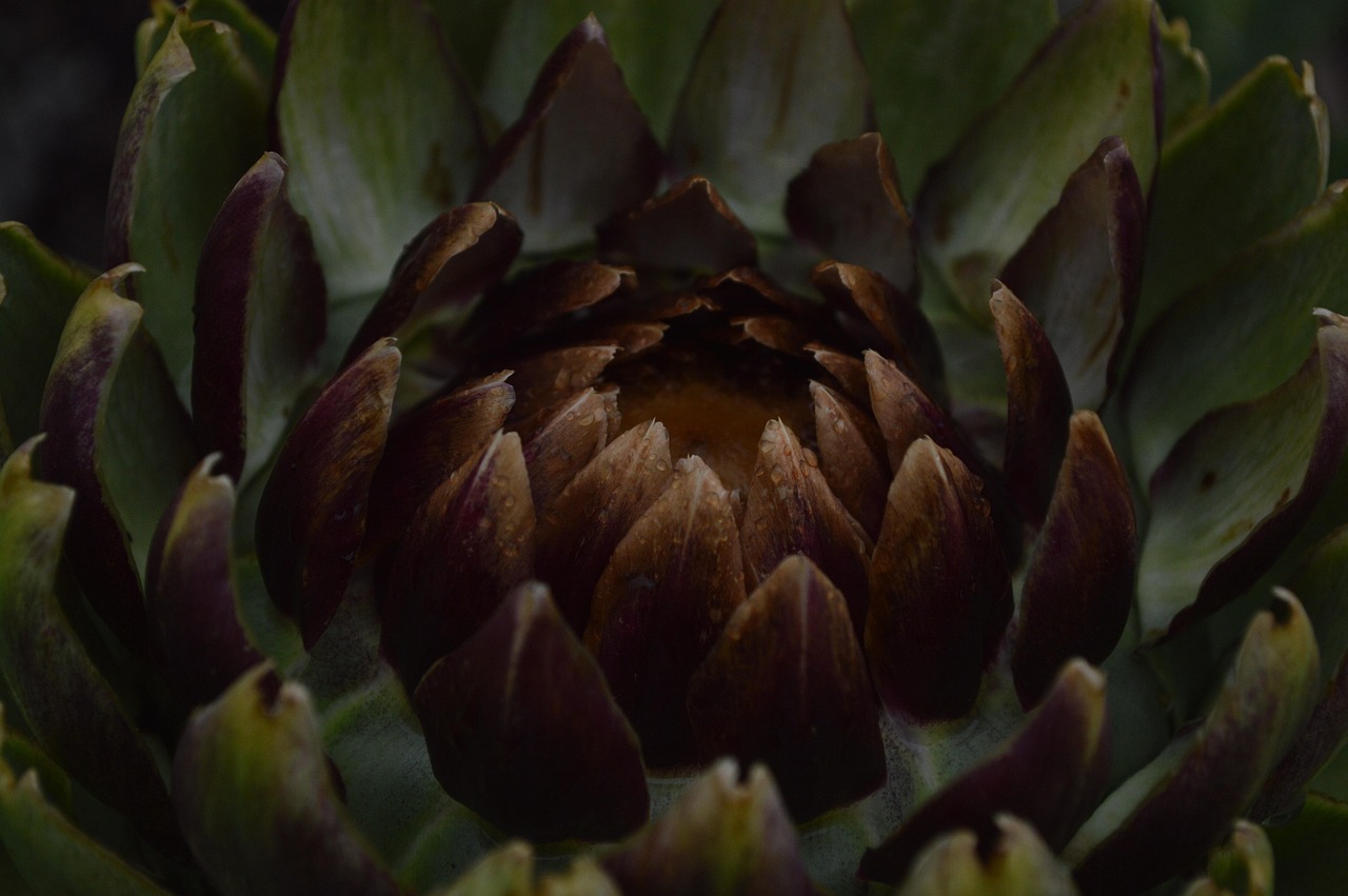 artichoke plant leaves
