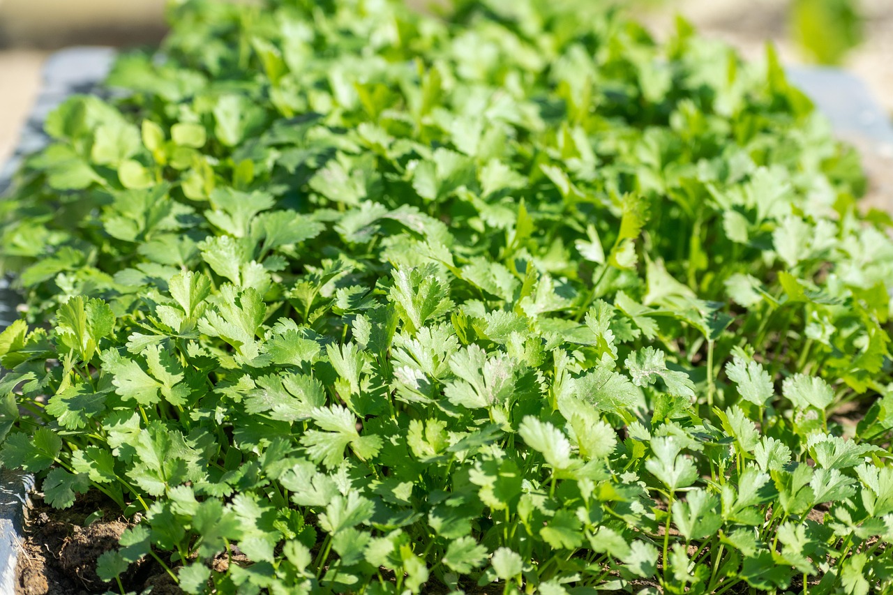 cilantro plant leaves