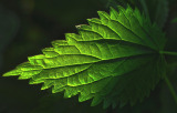 nettle herb leaf