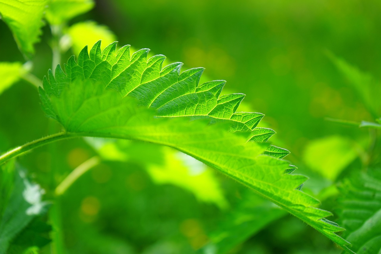 nettle leaves plant