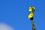 mullein flower herb
