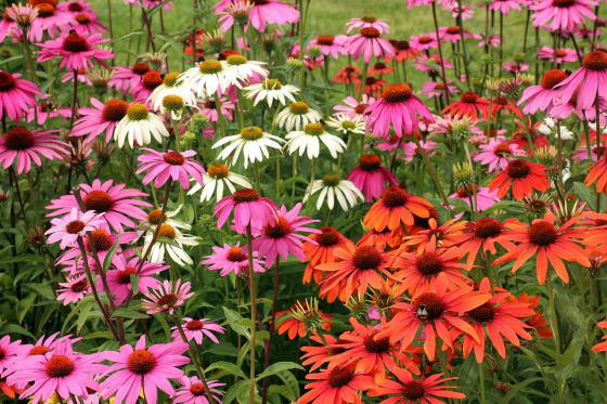 echinacea purple coneflower