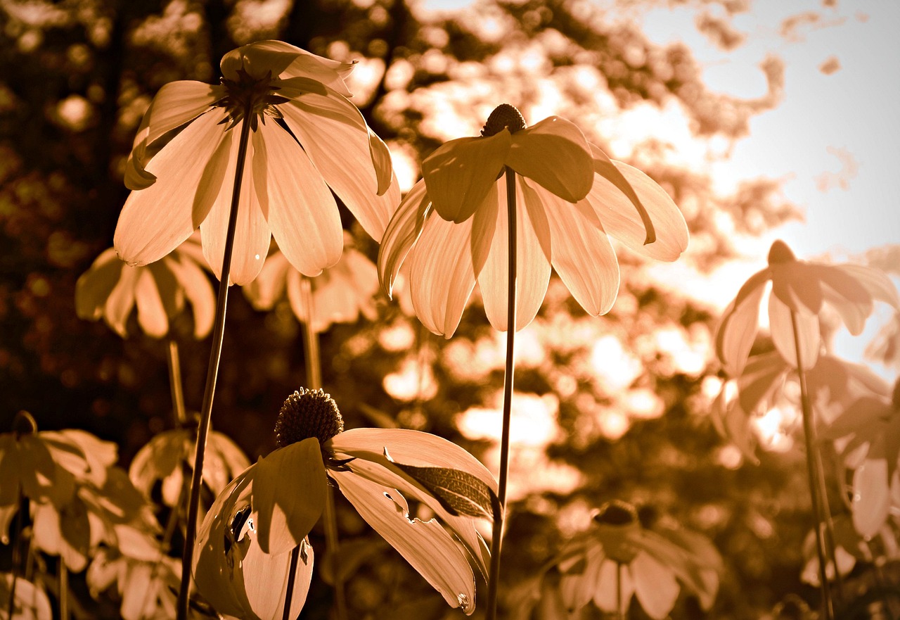 echinacea flower