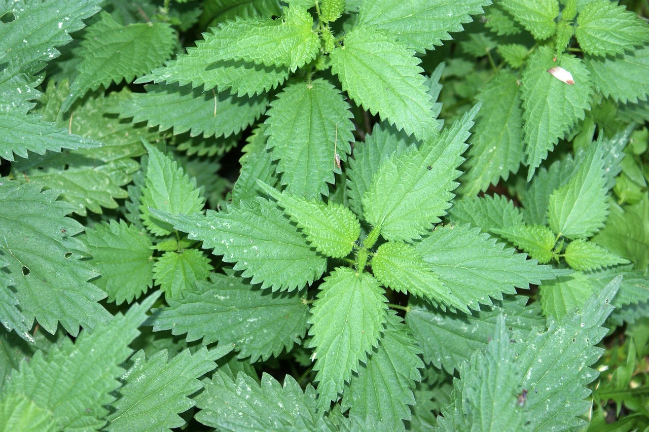 nettle plant herb botanical