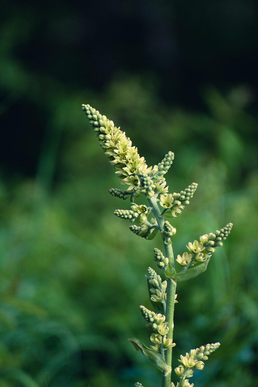 mullein plant flower