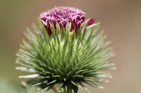 burdock root herb